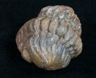 Enrolled Reedops Trilobite From Morocco #10602-2
